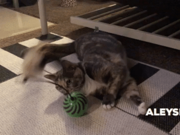 Aleyska gif