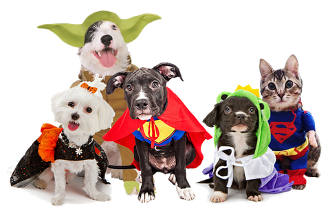 DREAM Halloween Pet Costume Contest! – Dream Animal Rescue