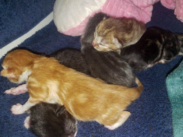 Keanu Litter 2