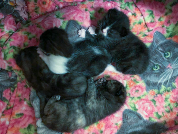 Shimmer’s litter