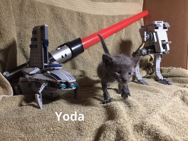 Yoda