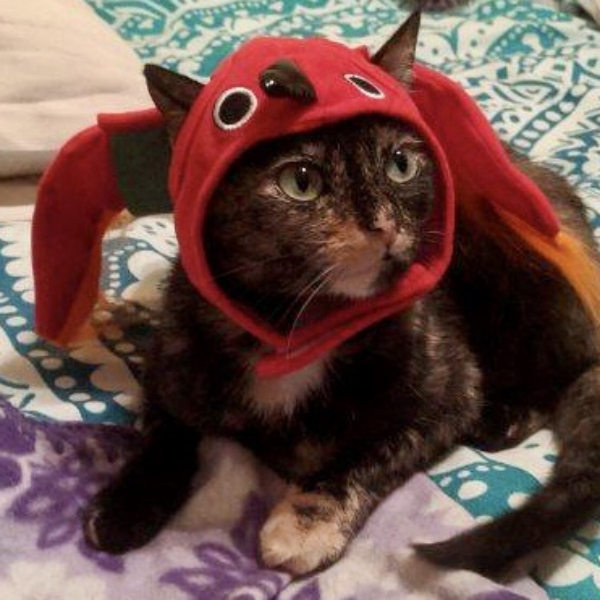 DREAM Halloween Pet Costume Contest! – Dream Animal Rescue