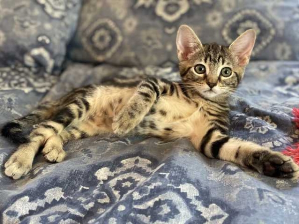 Maisie_1