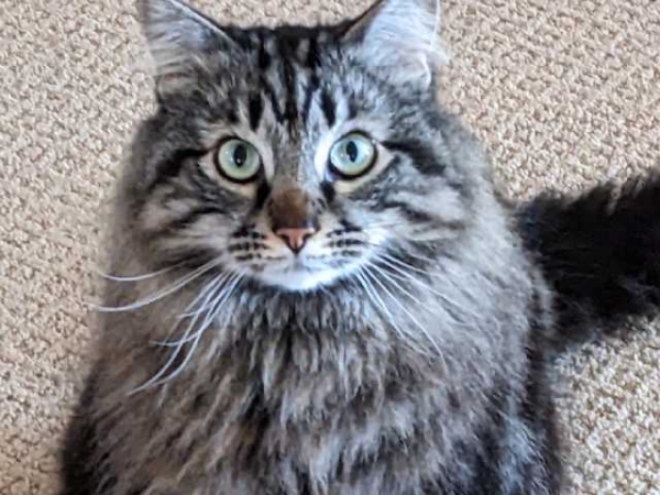 Romeo_1